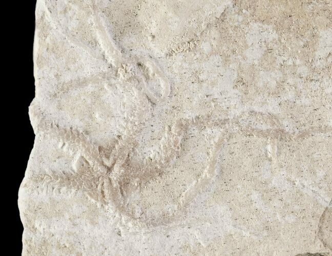 Jurassic Brittle Star (Sinosura) Fossil - Solnhofen #86406